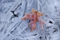 Hoja de arce en colores otoñales congelada sobre hielo . - foto de stock