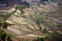 Vista aérea de campos de arroz em terraços em Yuanyang, China — Fotografia de Stock