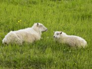 Due pecore bianche sdraiate nel prato erboso . — Foto stock