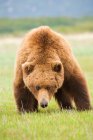Urso pardo em pastagens no Parque Nacional de Katmai, EUA . — Fotografia de Stock