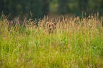 Brown bear cub hiding in green grassland. — Stock Photo