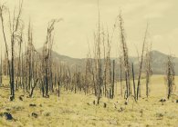 Fire damaged trees and forest in Payette National Forest in Valley County, Indiana. — Stock Photo
