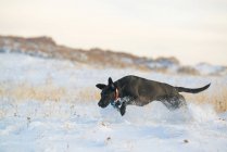 Schwarzer Labradorhund jagt in verschneite Wiese. — Stockfoto