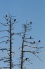 Grupo de águias carecas polvilhando em ramos de pinheiros
. — Fotografia de Stock