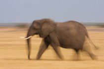Elefante africano en movimiento en la pradera de Botswana - foto de stock