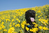 Black labrador dog sitting in meadow of bright yellow wildflowers. — Stock Photo