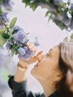 Primo piano di donna che tira fiori blu e odore di profumo . — Foto stock