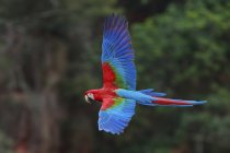 Red-and-green macaw flying in Buraco das Araras, Brazil — Stock Photo