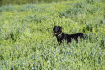 Black labrador dog standing in tall meadow grass. — Stock Photo