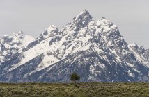 Neve e solitária árvore cobriram de montanhas no Parque Nacional de Grand Teton. — Fotografia de Stock