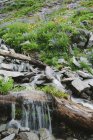 Каскадный водопад и цветущие полевые цветы в горной местности — стоковое фото