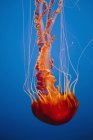 Море кропиви медуз під водою в акваріум на синьому фоні. — стокове фото