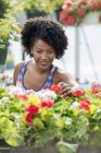Femme travaillant parmi les géraniums rouges et blancs en fleurs . — Photo de stock