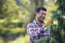 Mid adult man pruning organically grown fir tree. — Stock Photo