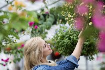 Mujer joven cuidando flores en vivero de plantas orgánicas . - foto de stock