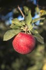 Крупный план краснокожего праздничного яблока на дереве . — стоковое фото