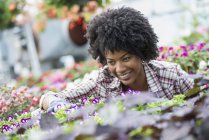 Mujer afroamericana cuidando flores en vivero de plantas . - foto de stock
