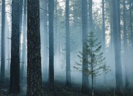 Smoke and burned trees after controlled fire in coniferous forest. — Stock Photo