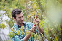 Mitte erwachsener Mann pflegt Pfirsichbaum in Bio-Gärtnerei. — Stockfoto