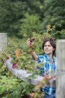 Young man picking blackberries on organic farm. — Stock Photo