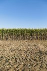 Field of corn with dried agricultural ground. — Stock Photo