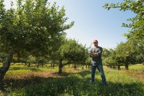 Hombre de pie con los brazos cruzados en huerto de manzanas . - foto de stock