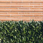 Лорел изгородь с глянцевыми зелеными листьями перед кирпичной стеной . — стоковое фото