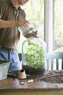 Man pouring water into terrarium display within glass jar. — Stock Photo