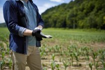 Vista recortada del agricultor que se pone guantes protectores en el campo de cultivo de maíz orgánico . - foto de stock