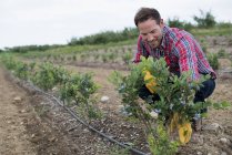 Homme examinant des arbustes de bleuets sur le terrain dans un verger de fruits biologiques . — Photo de stock