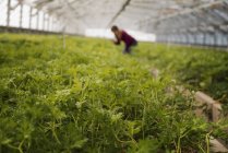 Жінка працює у великому скляному посуді, наповненому органічними рослинами на органічній фермі . — стокове фото