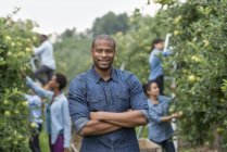 Hombre de pie en el huerto con los brazos cruzados y grupo de personas recogiendo manzanas de los árboles . - foto de stock