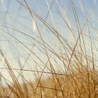 Close-up of windswept dune grass in natural meadow. — Stock Photo