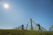 Man tying vines along wires in sunny vineyard. — Stock Photo