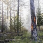 Kontrollierte Verbrennung von Nadelbaum im Wald. — Stockfoto