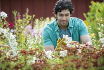 Молодой человек, работающий в питомнике, окруженный цветущими растениями . — стоковое фото