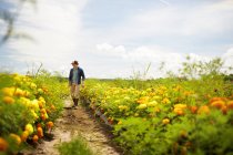 Agricoltore maschio che lavora nel campo dei fiori biologici gialli e arancioni . — Foto stock