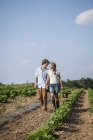 Молода пара гуляючи по рядках овочевих рослин у фермі поле і проведення руками і кошик врожаю. — стокове фото