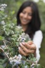 Frau pflückt frische Blaubeeren im Bio-Obstgarten. — Stockfoto