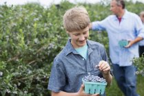 Menino pré-adolescente com pai colhendo mirtilos de arbustos na fazenda orgânica . — Fotografia de Stock