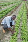 Agricultor do sexo masculino que inspecciona as culturas de alface no campo biológico . — Fotografia de Stock