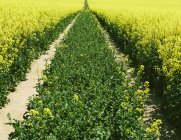 Road through field of yellow flowering mustard plants. — Stock Photo