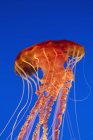 Medusas de ortiga marina bajo el agua en acuario sobre fondo azul . - foto de stock