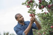 Mann erntet reife rote Äpfel auf Bio-Obstgarten. — Stockfoto