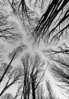 Низький кут зору на дерева взимку з голими гілками — стокове фото