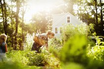 Woman with child picking vegetables in garden in soft light. — Stock Photo