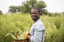 Человек несет корзину со свежесобранной кукурузой на початках на органической ферме . — стоковое фото