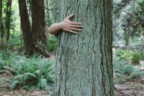 Чоловіча рука обіймає стовбур дерева в зеленому лісі — стокове фото
