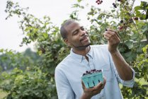 Чоловік збирає ягоди з ожини на органічній фермі . — стокове фото