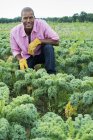 Человек осматривает посевы кудрявых зеленых овощных растений, растущих на органической ферме . — стоковое фото